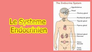 le système endocrinien [upl. by Gabriele]