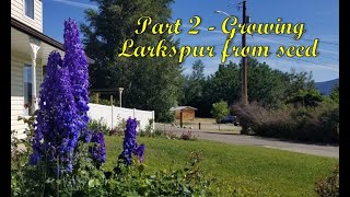 Part 2 Growing Larkspur from seed [upl. by Ecallaw]