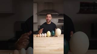 I Cooked the World’s CRAZIEST Eggs [upl. by Rudman179]