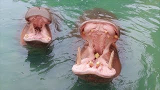 Dallas Zoo Hippos Open Mouths 150 Degrees [upl. by Eiralav581]