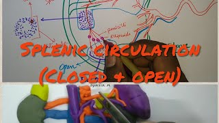 splenic circulation amp histology [upl. by Mossberg]