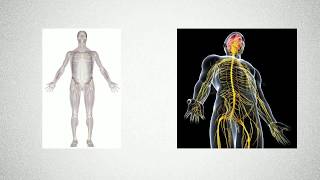 Introduction physiologie neuro musculaire [upl. by Ahsienahs]