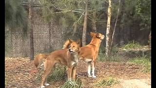 Dingos howling at an airplane [upl. by Emmey993]