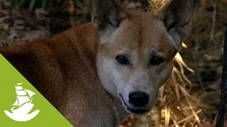 The Australian dingo [upl. by Warp]