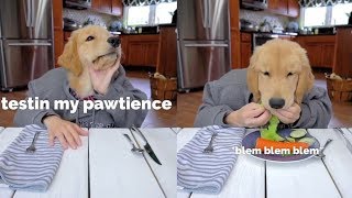 Dog Reviews Restaurant Food [upl. by Thessa]