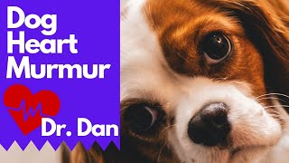 Dog Heart Murmur 3 Vet Tips [upl. by Alled]