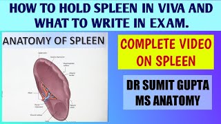 SPLEEN  ANATOMY [upl. by Tehr486]