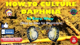 HOW TO CULTURE DAPHNIA In Easy Way [upl. by Ylime]