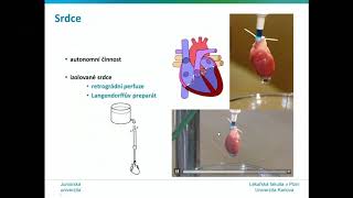 Juniorská Univerzita LF  Fyziologie krevního oběhu [upl. by Airun832]