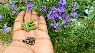 How to collect seeds from Larkspur flower plant [upl. by Silver]