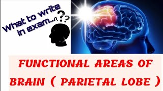 Functional areas  Parietal lobe [upl. by Rese]