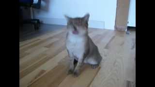 Epileptischer Anfall Katze Lila 1MOV [upl. by Ivana]