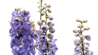 Timelapse Larkspur Flower Growing and Blooming Plant  Pflanzen Zeitraffer Rittersporn Delphinium [upl. by Nelleoj]