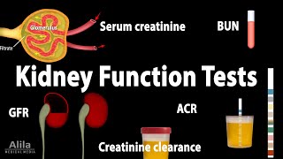 Kidney Function Tests Animation [upl. by Shepperd]