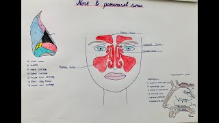 nose  paranasal sinuses  anatomy physiology structure [upl. by Kathlene]