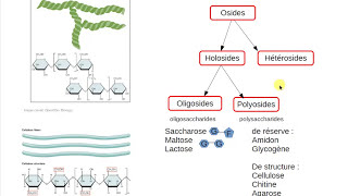 La classification des glucides 🍬 [upl. by Enak]